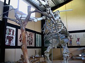 Paläontologisches Museum Estanzuela