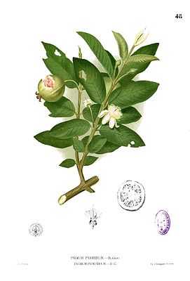 Echte Guave (Psidium guajava), Illustration von Francisco Manuel Blanco