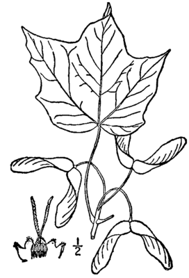 Schwarzahorn (Acer nigrum)