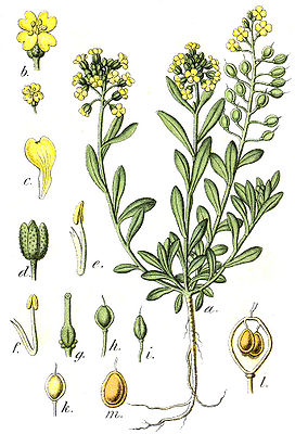 Berg-Steinkraut (Alyssum montanum), Illustration