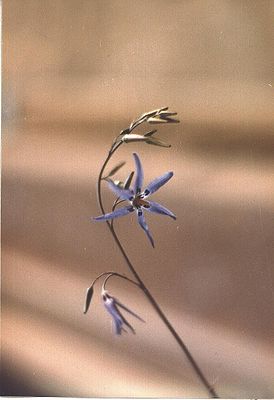 Blütenstand von Conanthera bifolia