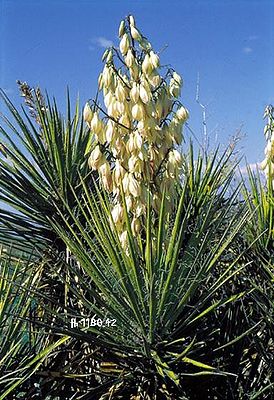 Yucca arizonica mit Blütenstand im April in Arizona
