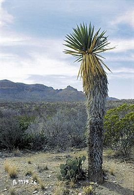Ein sehr altes Exemplar von Yucca carnerosana in Texas