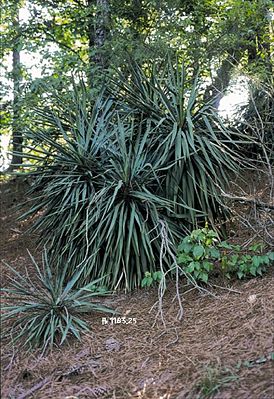 Yucca recurvifolia - Gruppe in dichtem Wald in Georgia