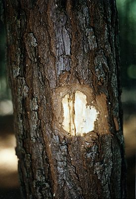 Vom Braunfilzigen Schichtpilz (Amylostereum areolatum) befallene Kiefer (Pinus spp.); unter der entfernten Rinde ist die typische Rotstreifigkeit zu erkennen