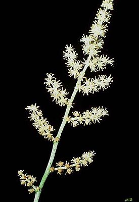 Verzweigter Blütenstand von Maianthemum racemosum.