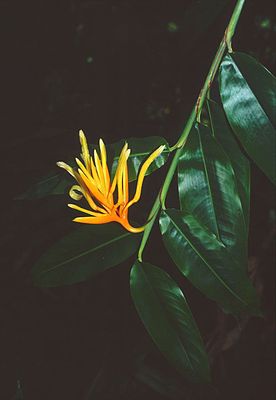 Heliconia longiflora, Blütenstand