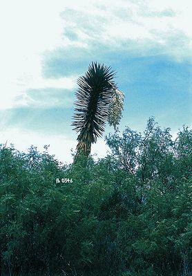 Yucca filifera mit typischen Blütenstand in Mexiko