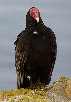 Urubu a tete rouge - Turkey Vulture.jpg