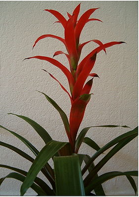 Guzmania-Hybride 'Rana', Züchter Corn. Bak, Eltern: G. wittmackii 'Red' × G. lingulata var. cardinalis  Habitus und Blütenstand.