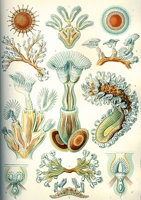 Moostierchen, aus Ernst Haeckel, Kunstformen der Natur