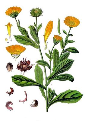 Ringelblume (Calendula officinalis), Illustration