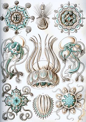 Narcomedusen aus den „Kunstformen der Natur“ von Ernst Haeckel