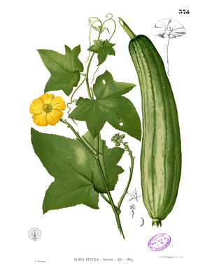 Schwammkürbis (Luffa cylindrica)