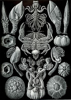 Diverse Rankenfußkrebse. Aus Ernst Haeckels Werk „Kunstformen der Natur“ von 1904