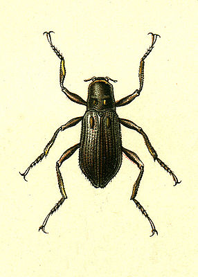 Macronychus quadrituberculatus, Aus: G. G. Jacobson, "Die Käfer Russlands und Westeuropas" (St. Petersburg 1905-15), T. 42)