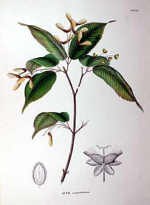 Hainbuchenblättriger Ahorn (Acer carpinifolium)