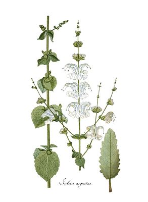 Silber-Salbei (Salvia argentea), Illustration.