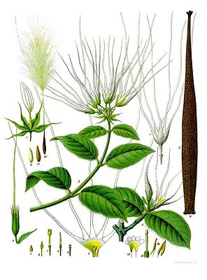 Strophanthus hispidus, Illustration