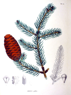 Illustration der Tigerschwanz-Fichte (Picea torano)