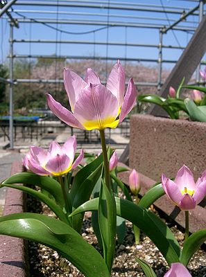Tulipa saxatilis 'Lilac Wonder'