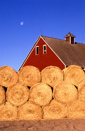 Bales of hay.jpg