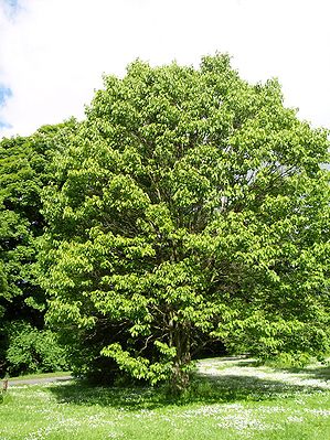 Japanischer Rosinenbaum (Hovenia dulcis)