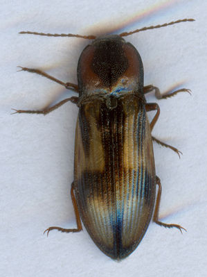 Kreuzschnellkäfer (Selatosomus cruciatus)