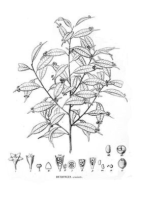 Phyllonoma ruscifolia, Illustration.