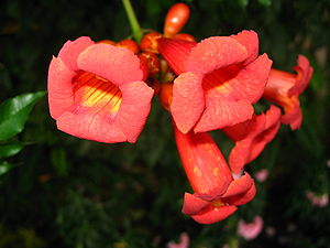 Trompetenblume (Campsis radicans)