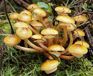 Honiggelber Hallimasch(Armillaria mellea s.str.)
