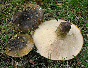 2011-09-17 Lactarius turpis (Weinm.) Fr 169821 cropped.jpg