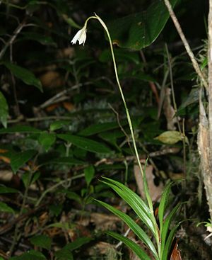 Burmannia longifolia in Bergregenwald, Gunung Kemiri, Sumatra