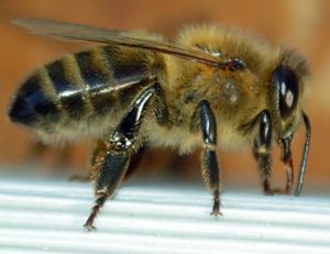 Dunkle Europäische Biene