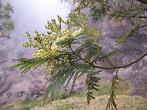 Acacia mearnsii flowers.JPG