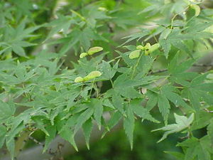 Fächer-Ahorn (Acer palmatum)