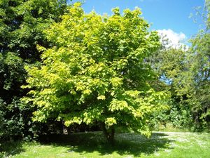 Streifen-Ahorn (Acer pensylvanicum)