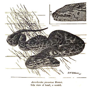 Javanische Warzenschlange (Acrochordus javanicus), Zeichnung von 1915 aus Nelly de Rooij: The reptiles of the Indo-Australian archipelago. Leiden. Vol. 2
