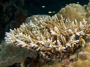 Acropora nasuta (Hard coral).jpg
