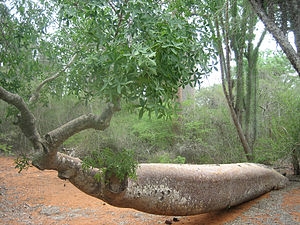 Adansonia za (leaning baobab).jpg
