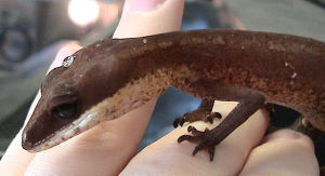 Ein Katzengecko (Aeluroscalabotes felinus)