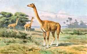Das um 1920 entstandene Gemälde von Heinrich Harder vermittelt einen Eindruck vom möglichen Aussehen des Tieres. Die Hochbeinigkeit tritt bei den Exemplaren im Hintergrund deutlicher in Erscheinung