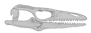 Schädel von Opetiosaurus