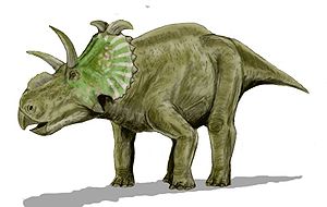 Albertaceratops nesmoi, Lebendrekonstruktion