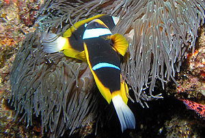 Allard's clownfish, Amphiprion allardi.jpg
