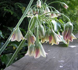Sizilianischer Honiglauch (Allium siculum)