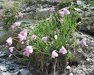 Narzissenblütiger Lauch (Allium narcissiflorum)