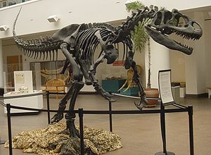 Skelettrekonstruktion von Allosaurus fragilis