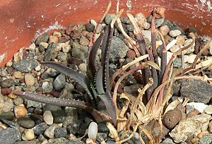 Aloe bowiea 1.jpg