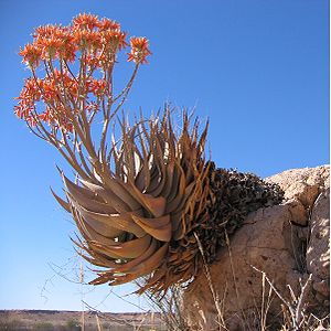 Aloe hereroensis am Auob Rivier in Namibia